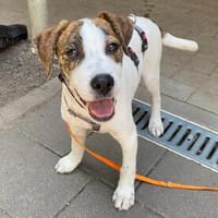 Arios wartet im Tierheim Sulzbach, Hund zur Adoption