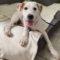 Arni wartet im Tierheim Sulzbach, Hund zur Adoption