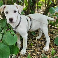 Anka wartet im Tierheim Sulzbach, Hündin zur Adoption