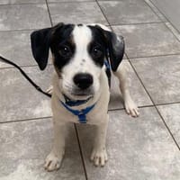Atos wartet im Tierheim Sulzbach, Hund zur Adoption