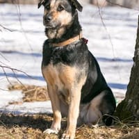 Lisa❤sucht ein warmes Körbchen, Hündin zur Adoption