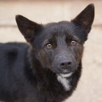 Rudy, Pflegestelle in Hessen, Hund zur Adoption