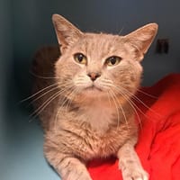 HERNANDEZ, chat à adopter