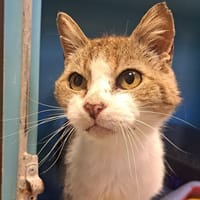 PAVARD, chat à adopter