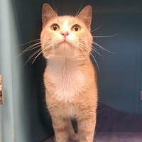 HAALAND, chat à adopter