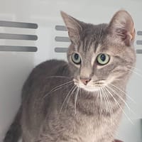 BERLIOZ CHA, chat à adopter