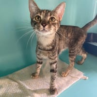 TIMOUN, chatte à adopter