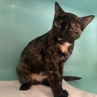 MIA, chatte à adopter