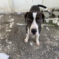 BOWIE, chien à adopter