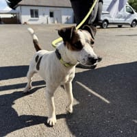 AVNI VAA, chien à adopter