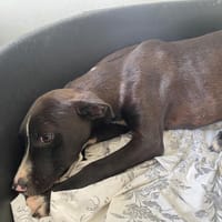 CALEB, chien à adopter