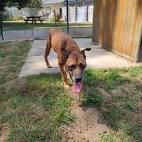 OBELIX QCN, chien à adopter