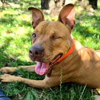 ROXY, chienne à adopter