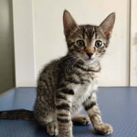 MARS, chat à adopter