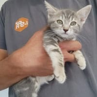 CASSIOPEE, chatte à adopter