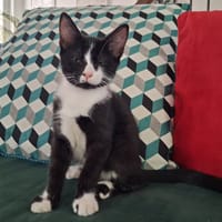 DINOSAURUS, chat à adopter
