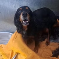 MIA, chienne à adopter