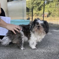 NARCOSE VAA, chienne à adopter