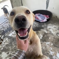 SCHOOL, chien à adopter