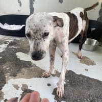 TYGUA, chienne à adopter