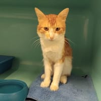 BASILE PAB28934, chat à adopter