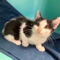 Trefle, chatte à adopter