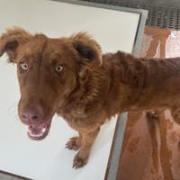 ISIS, chienne à adopter