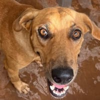 KASYA, chienne à adopter