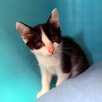 Marguerite, chat à adopter