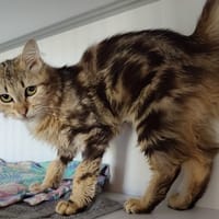 MARIE, chatte à adopter