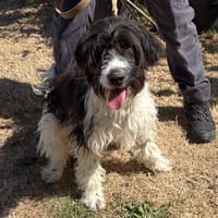 toma PAA24284, chien à adopter
