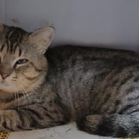 Cookie, chat à adopter