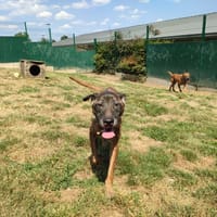 OSEILLE QCN, chienne à adopter