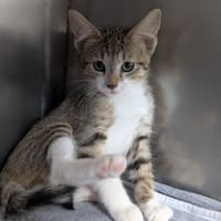 Biquette, chatte à adopter