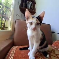 GRANOLA, chatte à adopter