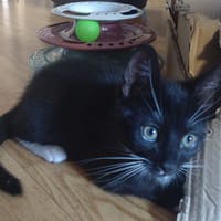 BERLIOZ, chat à adopter