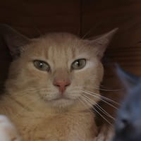 Mochi, chat à adopter
