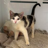 ANNICK, chatte à adopter