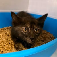 NIKIE, chatte à adopter