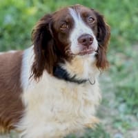 maya, chienne à adopter