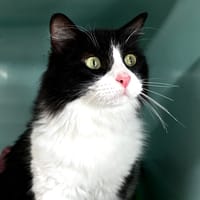 Prunelle, chatte à adopter