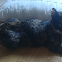 CARAMEL, chatte à adopter