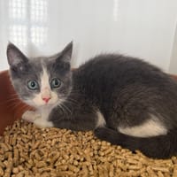 NEROX, chatte à adopter