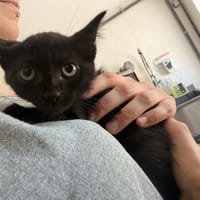 BACH, chat à adopter