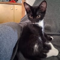 QUADRO, chat à adopter