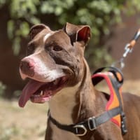 DANA, chienne à adopter