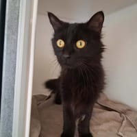 INAYA, chatte à adopter