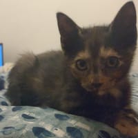 BULMA, chatte à adopter