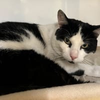 Edgar, chat à adopter
