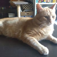 GARFIELD, chat à adopter
